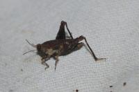 Tetrix undulata