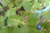 Clonopsis gallica