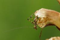 Phaneroptera