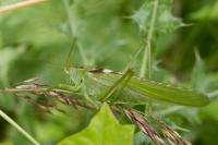Tettigonia viridissima