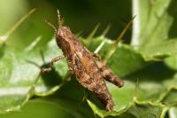 Pezotettix giornae