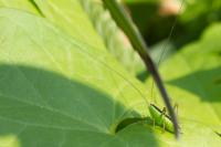 Conocephalus