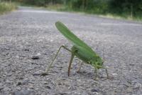 Tettigonia viridissima