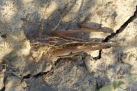 Platycleis albopunctata albopunctata
