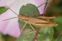 Euchorthippus