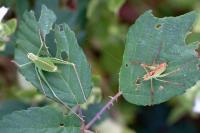 Leptophyes punctatissima