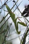 Mantis religiosa