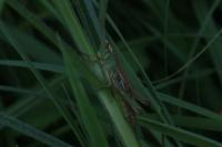 Pseudochorthippus parallelus