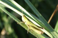 Chorthippus dorsatus