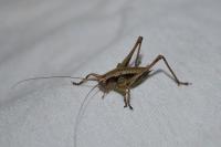Pholidoptera griseoaptera