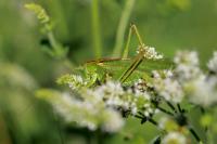 Tettigonia viridissima