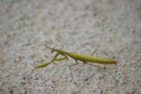 Mantis religiosa
