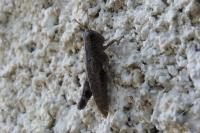 Pezotettix giornae