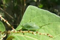 Phaneroptera