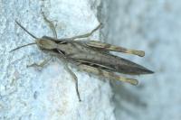 Chorthippus