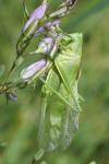 Tettigonia viridissima