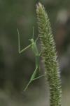 Clonopsis gallica