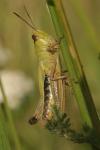 Pseudochorthippus parallelus