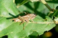 Platycleis albopunctata