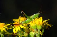 Conocephalus fuscus
