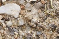 Oedipoda caerulescens