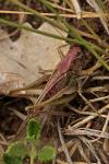 Platycleis albopunctata albopunctata
