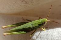 Chorthippus dorsatus