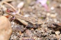 Tetrix subulata