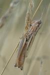 Euchorthippus declivus