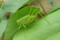 Phaneroptera