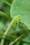Phaneroptera nana