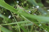 Tettigonia viridissima