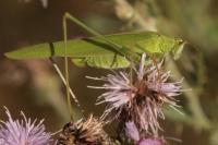 Phaneroptera falcata