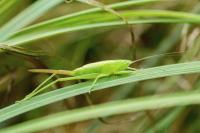 Ruspolia nitidula nitidula