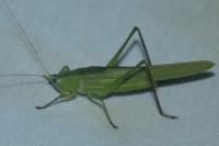 Ruspolia nitidula nitidula