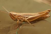 Euchorthippus declivus