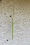 Clonopsis gallica