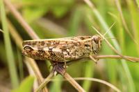 Calliptamus barbarus