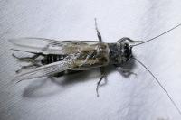 Eumodicogryllus bordigalensis