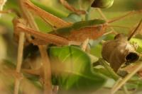 Chorthippus dorsatus