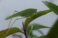 Phaneroptera nana