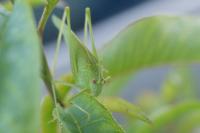 Phaneroptera nana