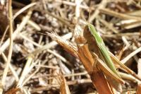Chorthippus dorsatus