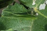Phaneroptera nana