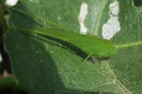 Phaneroptera nana