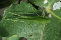 Phaneroptera nana