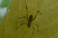 Phaneroptera falcata