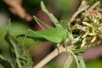 Phaneroptera falcata