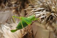 Leptophyes punctatissima