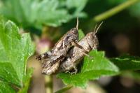 Pezotettix giornae